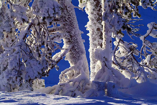 Arbres enneigés et gel