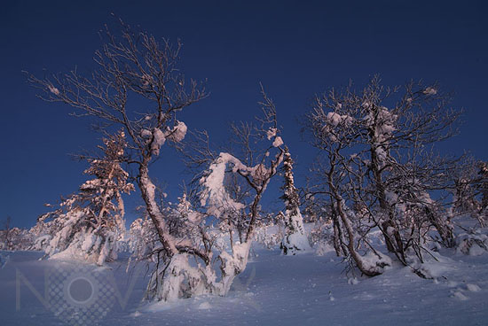 Arbres enneigés et gel