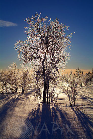 Frost-covered trees