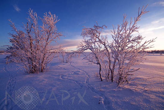 Frost-covered trees