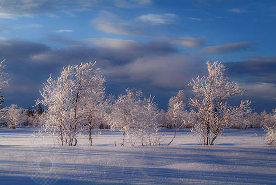 Frost-covered trees