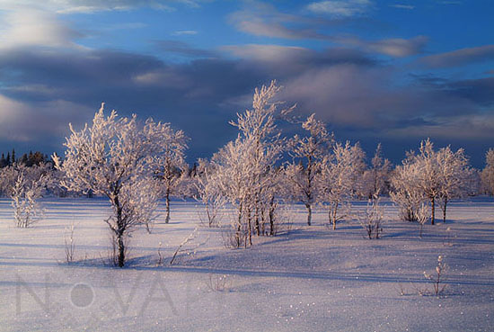 Frost-covered trees