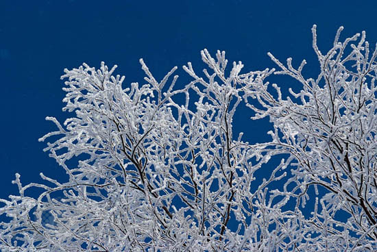 Branches d'arbre gelées