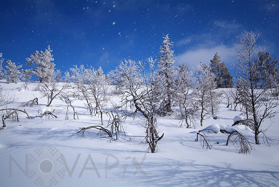 Chute de neige 