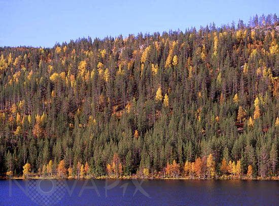 Rivages du lac Immel en automne -Laponie