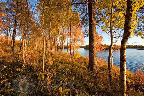 Rivages du lac Ounas en automne -Laponie