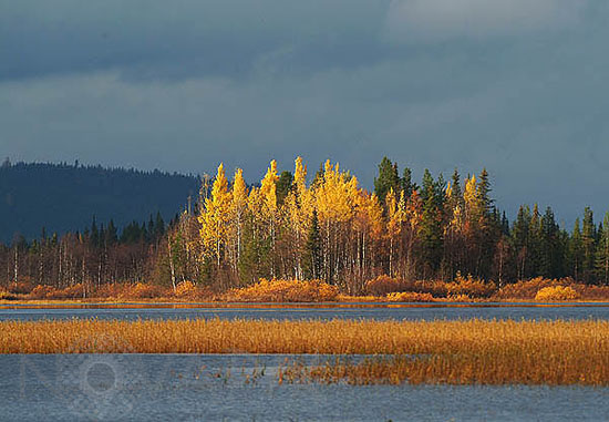 Rivages du lac Pöntsö en automne -Laponie