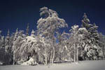 Arbres enneigés au clair de Lune -Finlande