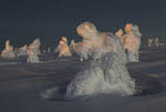 Arbres enneigés au clair de Lune -Finlande