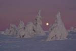 Arbres enneigés et lever de Lune -Finlande