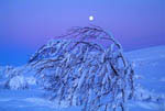Arbres enneigés et lever de Lune -Finlande