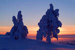 Arbres enneigés -Finlande