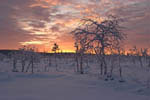 Arbres enneigés -Finlande