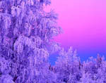 Arbres enneigés -Finlande