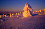 Arbres enneigés -Finlande
