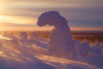 Arbres enneigés -Finlande