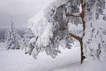 Arbres enneigés -Finlande