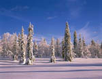 Arbres enneigés -Finlande