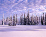 Arbres enneigés -Finlande