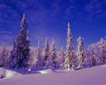 Arbres enneigés -Finlande