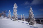 Arbres enneigés -Finlande
