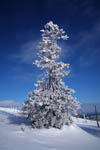 Arbres enneigés -Finlande