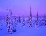 Arbres enneigés -Finlande