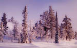 Arbres enneigés -Finlande