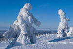 Arbres enneigés -Finlande