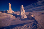 Arbres enneigés -Finlande