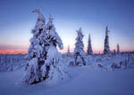 Arbres enneigés -Finlande