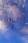 Arbres enneigés et gel