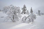 Arbres enneigés et gel