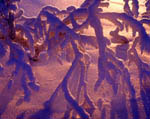 Arbre enneigé et gel