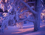 Arbres enneigés et gel