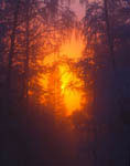 Lever de Soleil sur la forêt boréale