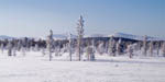 Paysage hivernal en Laponie