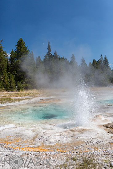 Geyser - Yellowstone 