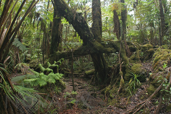 Native forest in Hawaii