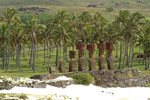 Moais de l'ile de Pâques