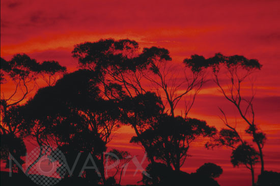 Arbres et coucher de Soleil