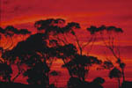 Arbres et coucher de Soleil
