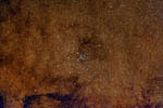 Open cluster M7 in Scorpius