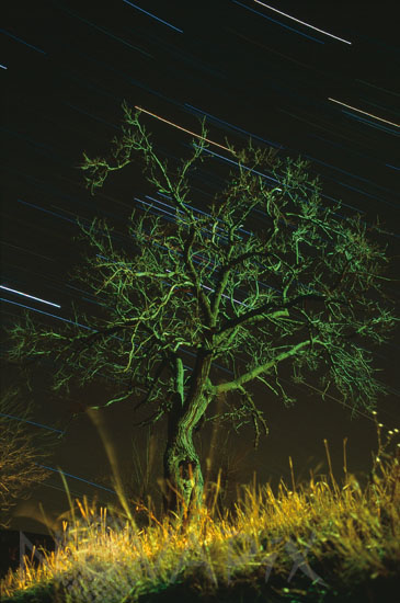 Filé d'étoiles