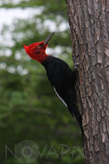 Magellanic Woodpecker