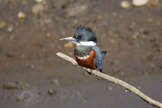 Ringed Kingfisher