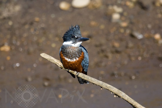 Ringed Kingfisher