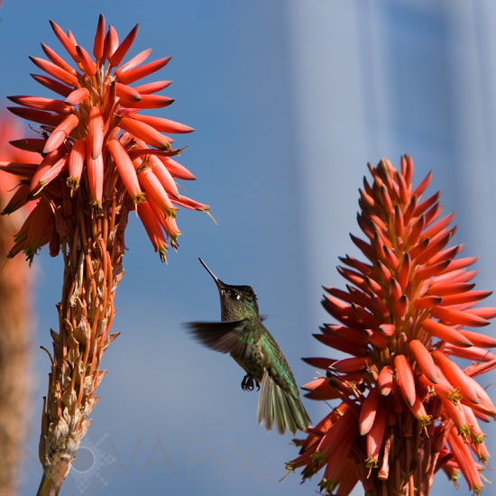 Green-backed Firecrown