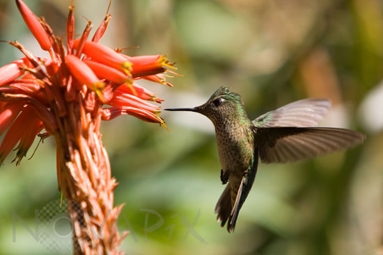 Colibri du Chili