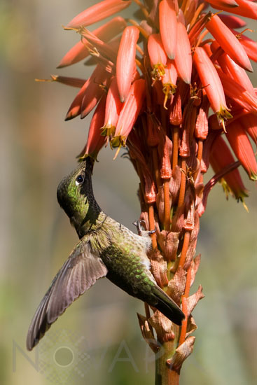Colibri du Chili